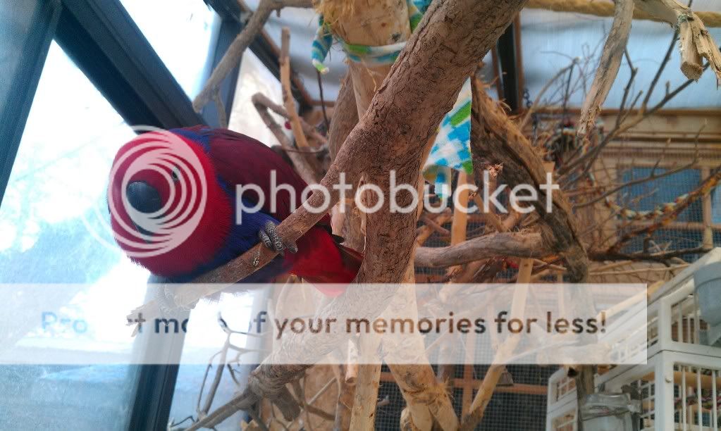 Cleaning outisde branches Avian Avenue Parrot Forum